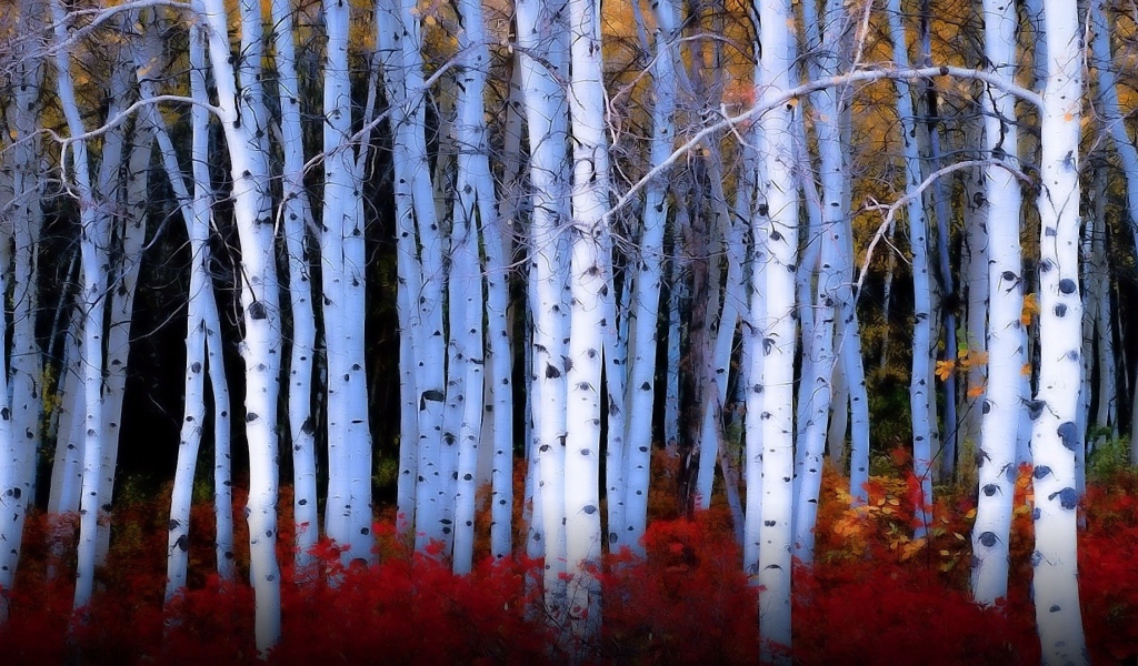 Красные кусты среди берез