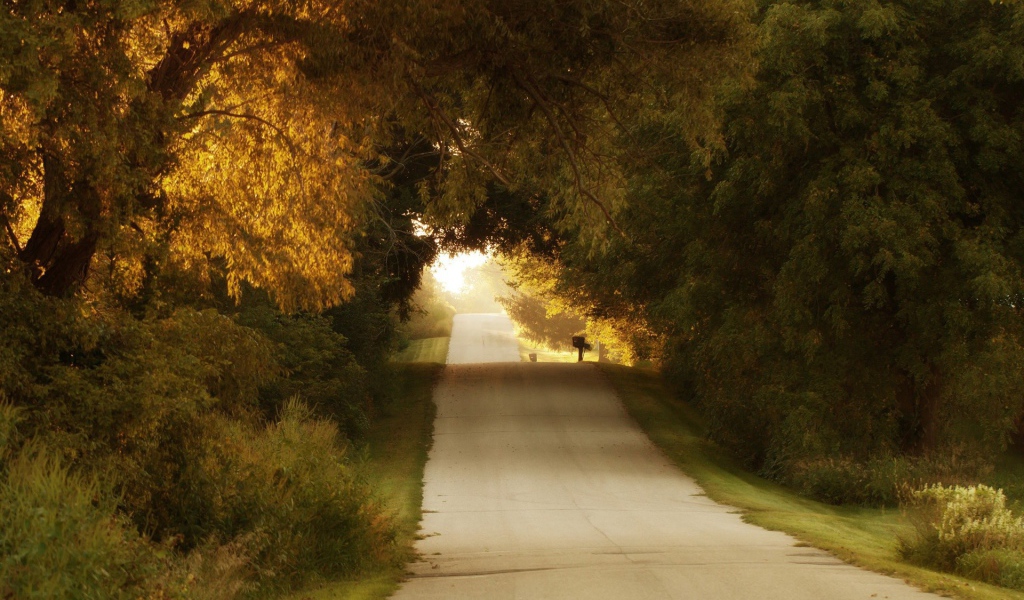 Неровная дорога среди деревьев