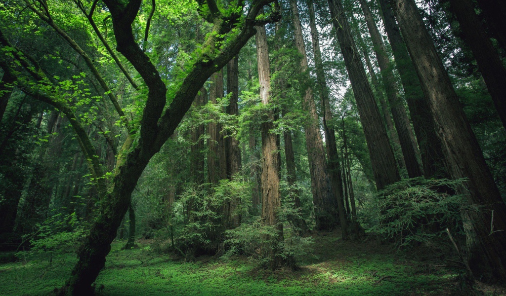 Деревья секвойи в лесу