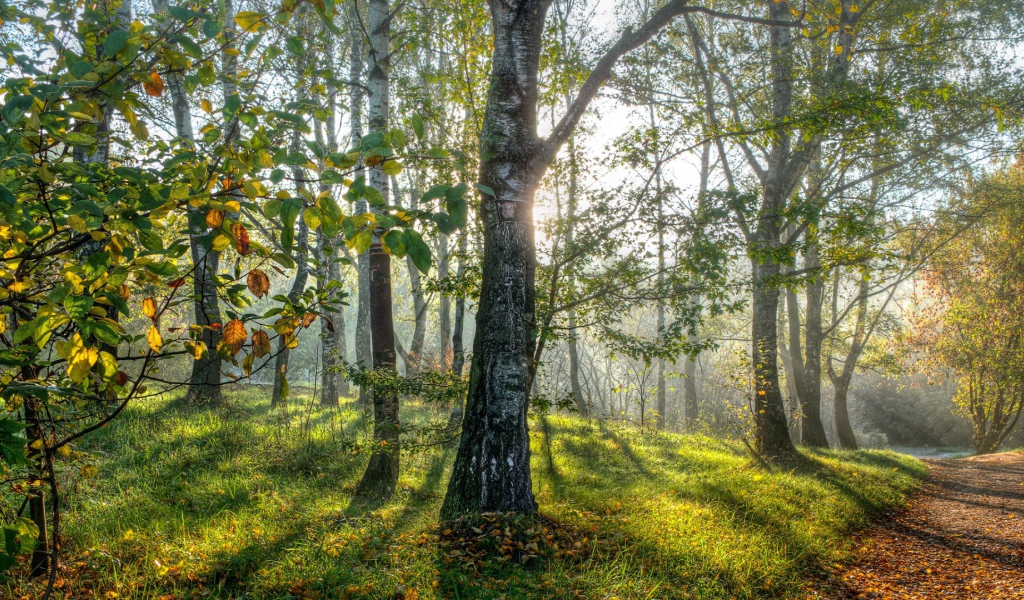 Весенние березы в лесу