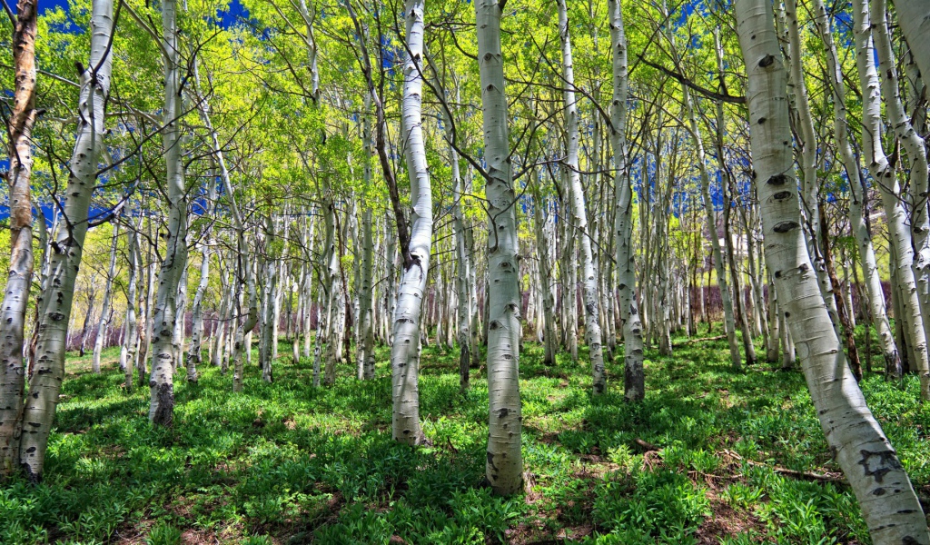 Весенняя березовая роща