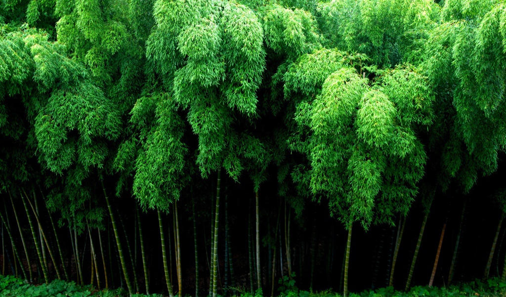 Густой бамбуковый лес