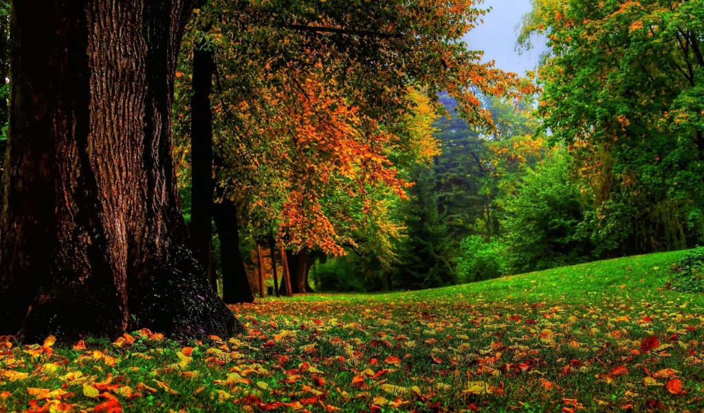 Могучий ствол дерева в лесу