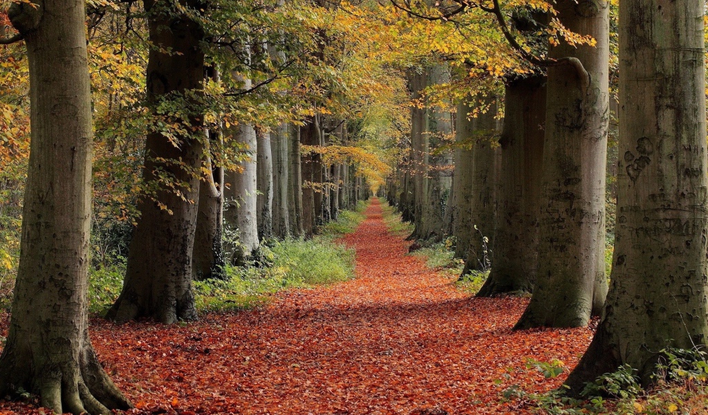 Дорожка в лесу укрыта коричневыми листьями