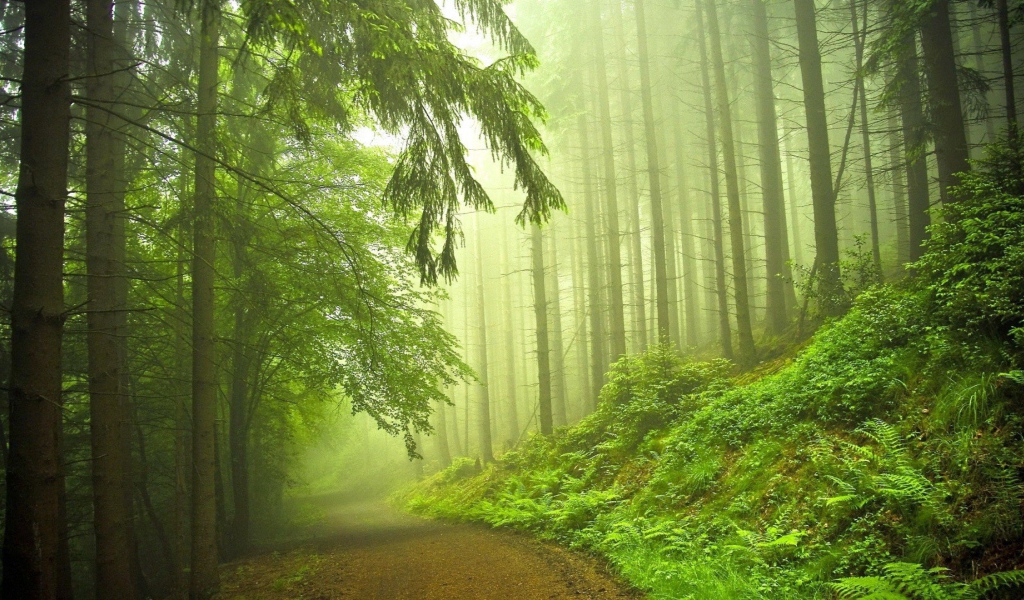 Дорога в туманном хвойном лесу