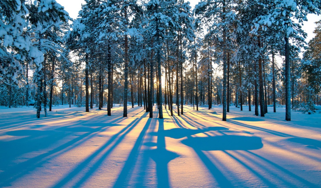 Тени деревьев в зимнем лесу