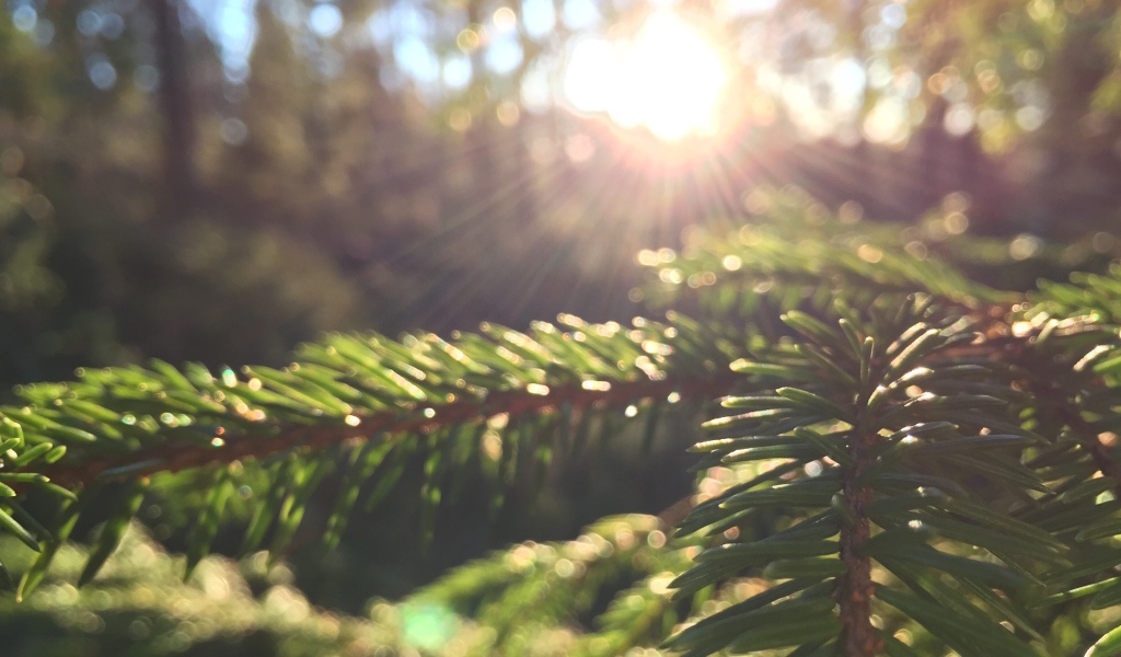 Лучи солнца на молодых еловых побегах