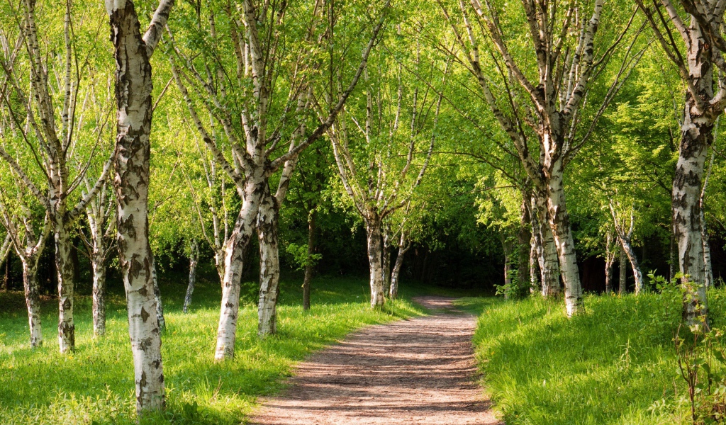 Тропа вглубь березовой рощи
