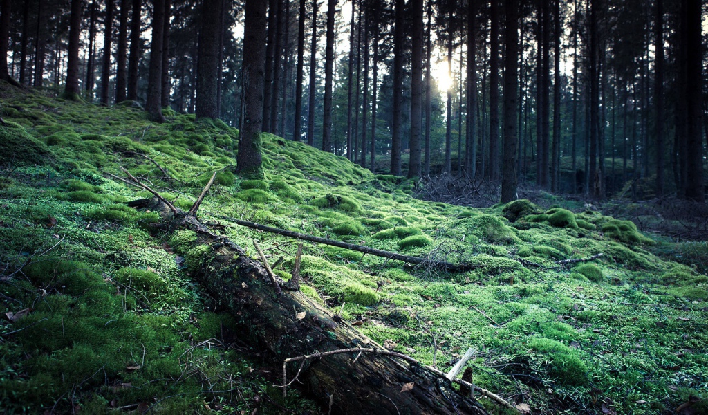Ствол упавшего дерева на мху в лесу
