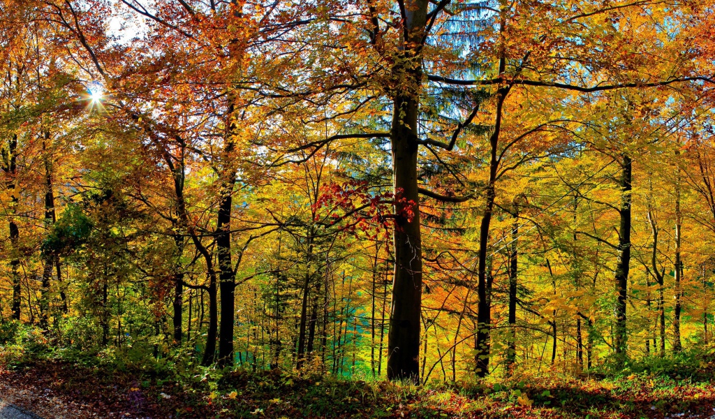 Густой осенний лес