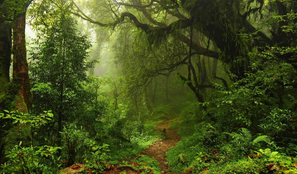 Чаща леса в мхах