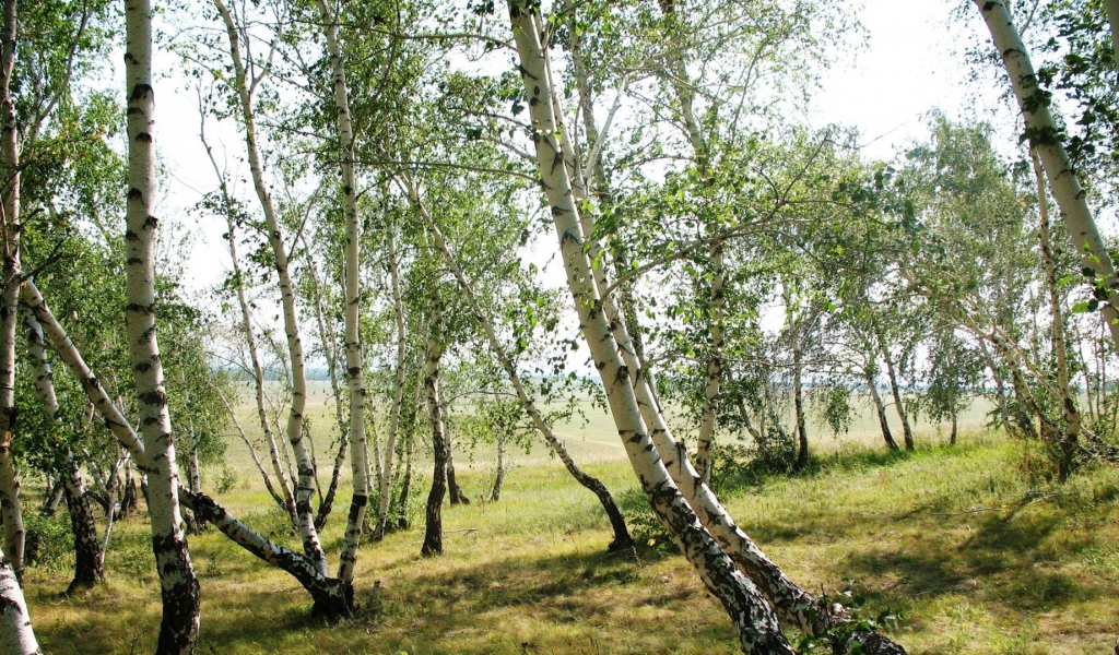 Тонкие березки весной