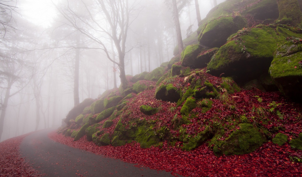 Дорожка в туманном лесу