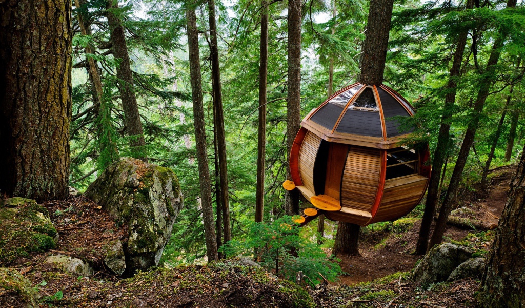 Домик на дереве в лесу