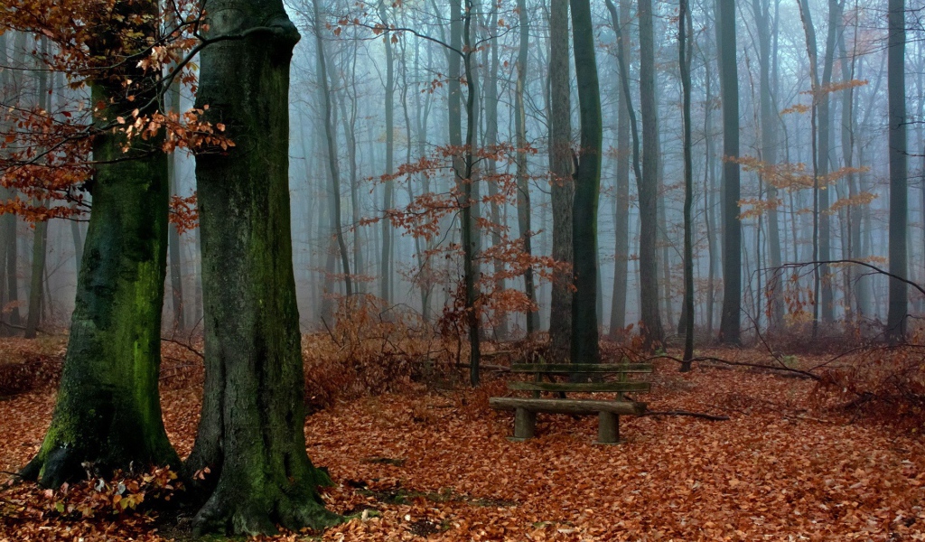 Деревянная скамья посреди осеннего леса