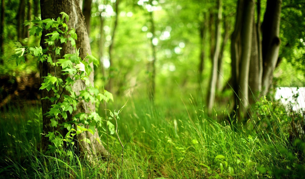 Молодая трава в лесу