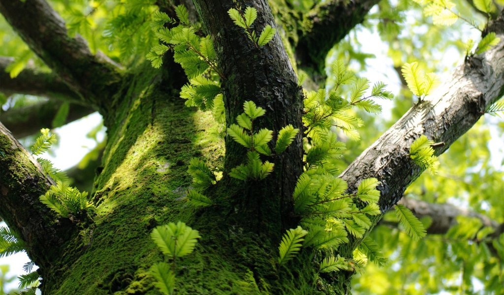 Молодые побеги на дереве