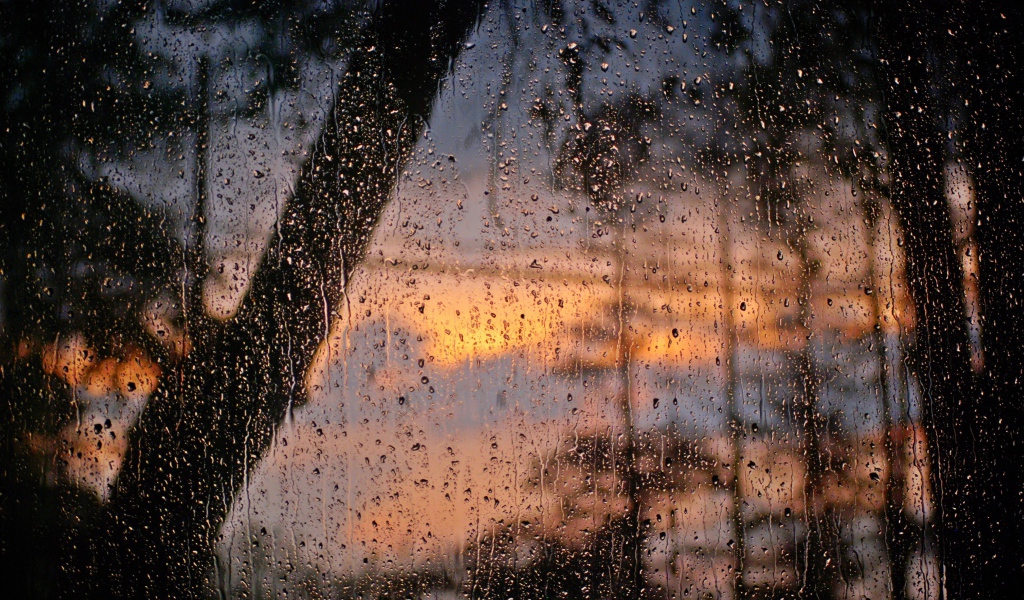 Лес после дождя