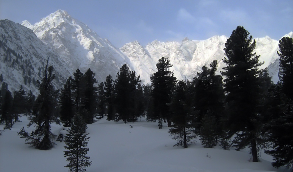 Черные деревья на фоне белых гор