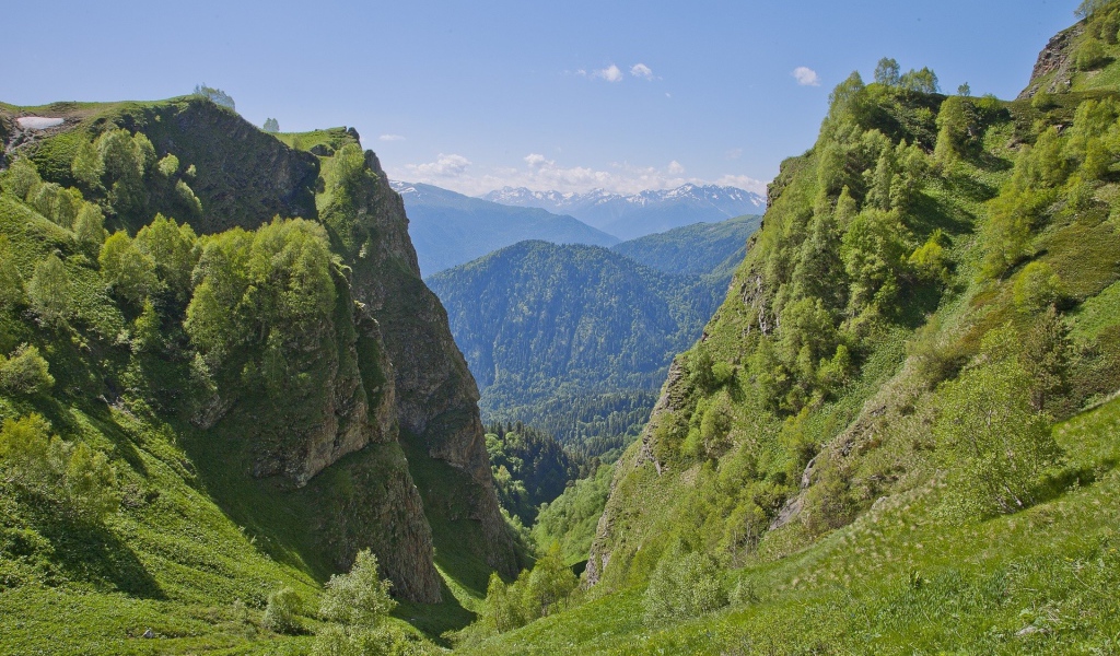 Поросшее растениями ущелье в горах