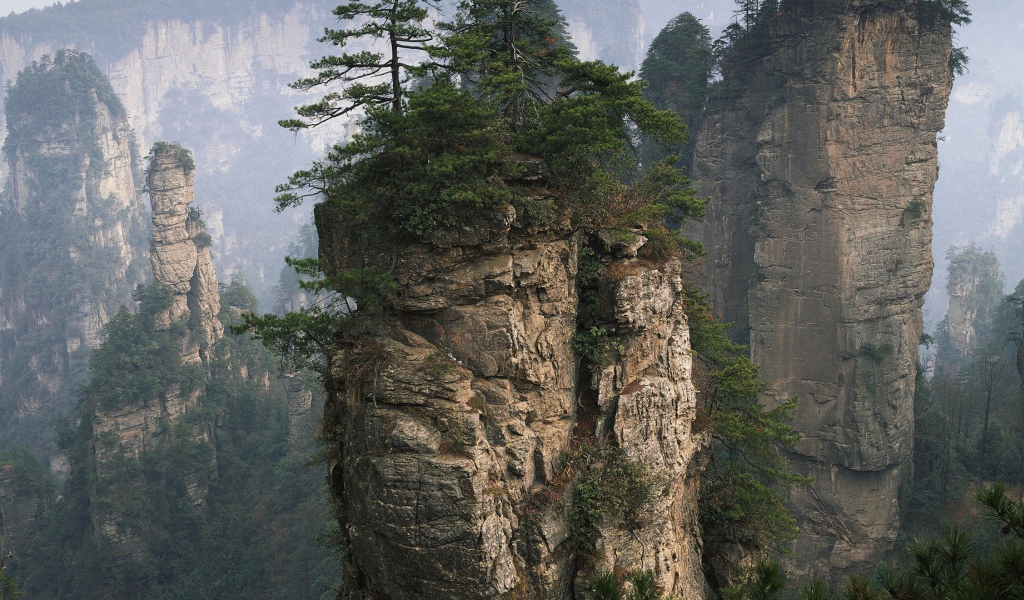Растения на вершине вертикальной скалы