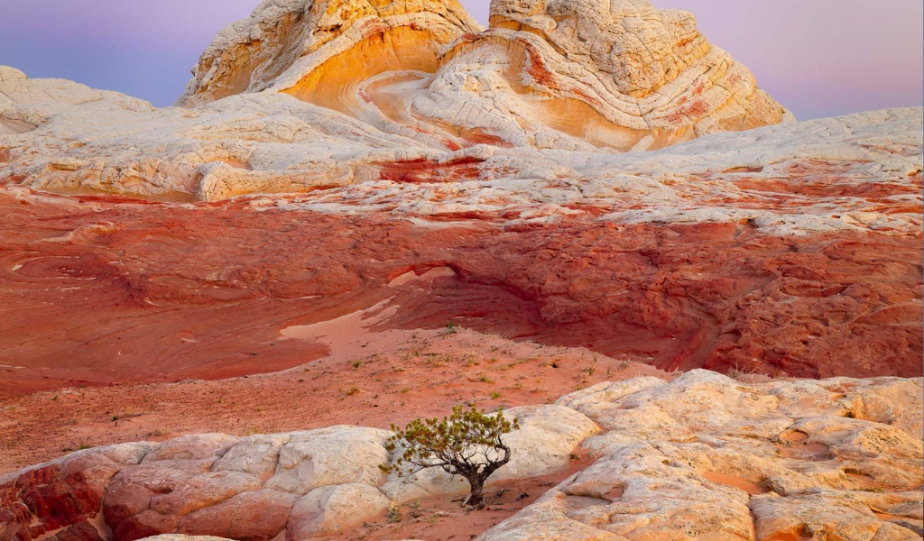 Одинокое дерево на разноцветных скалах