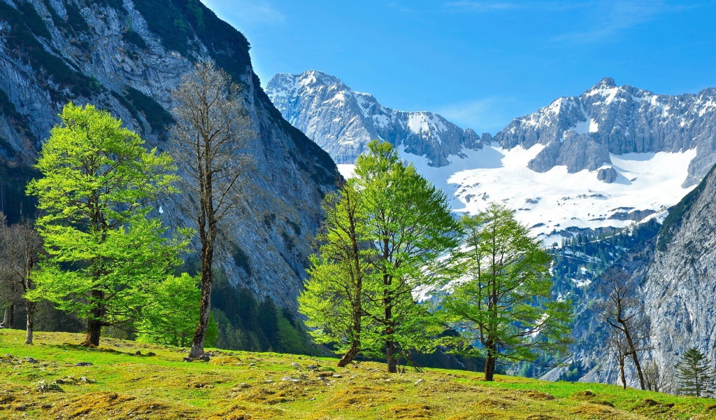 Молодая зелень на деревьях в горах