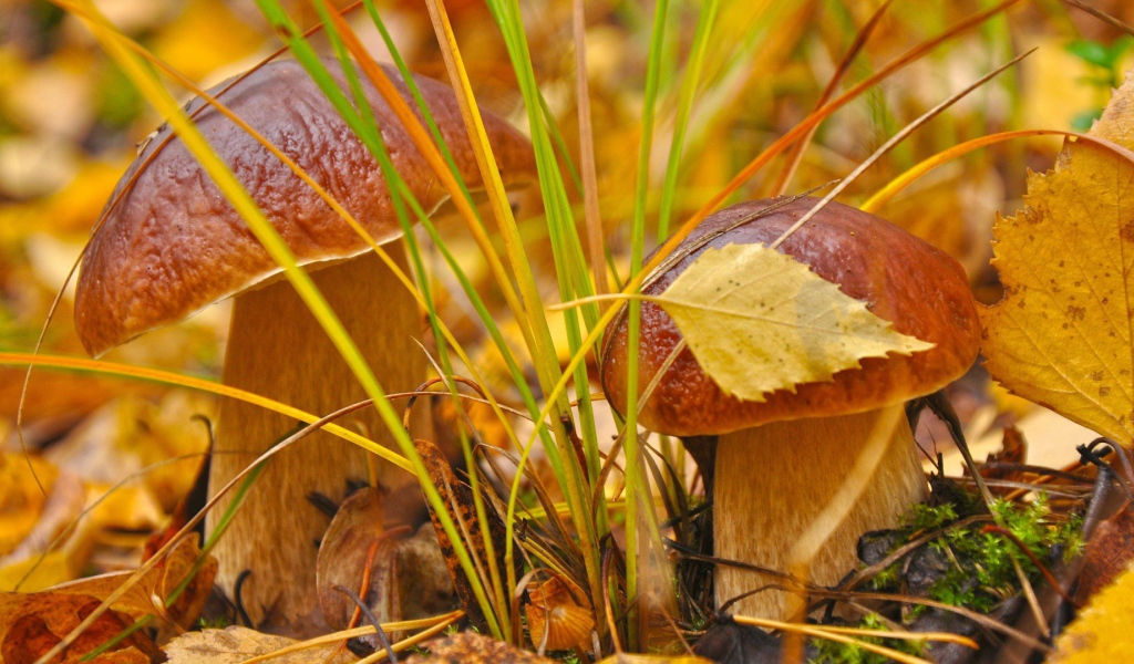 Пара белых грибочков