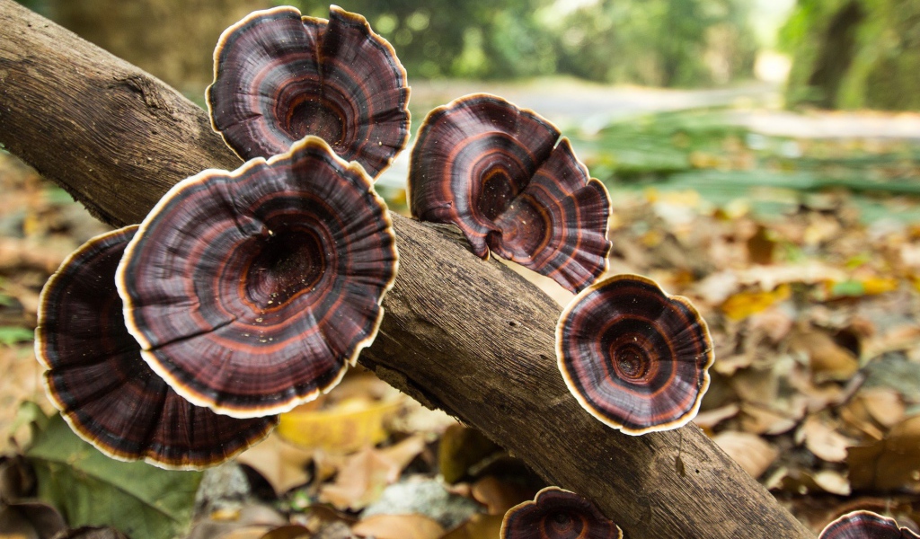 Коричневые грибы на стволе дерева