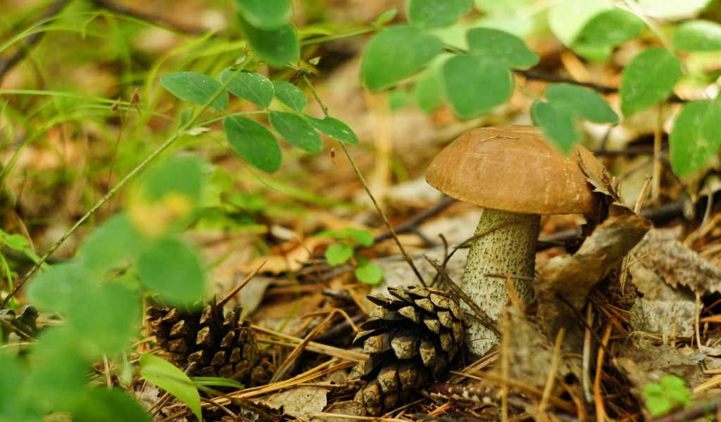Шишки лежат рядом с грибами