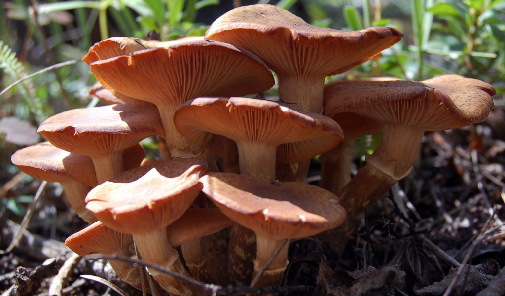 Семья грибов из грибницы