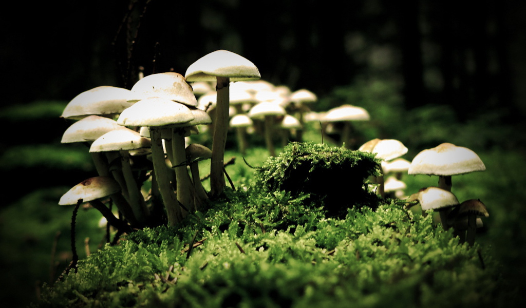 Family of mushrooms on moss