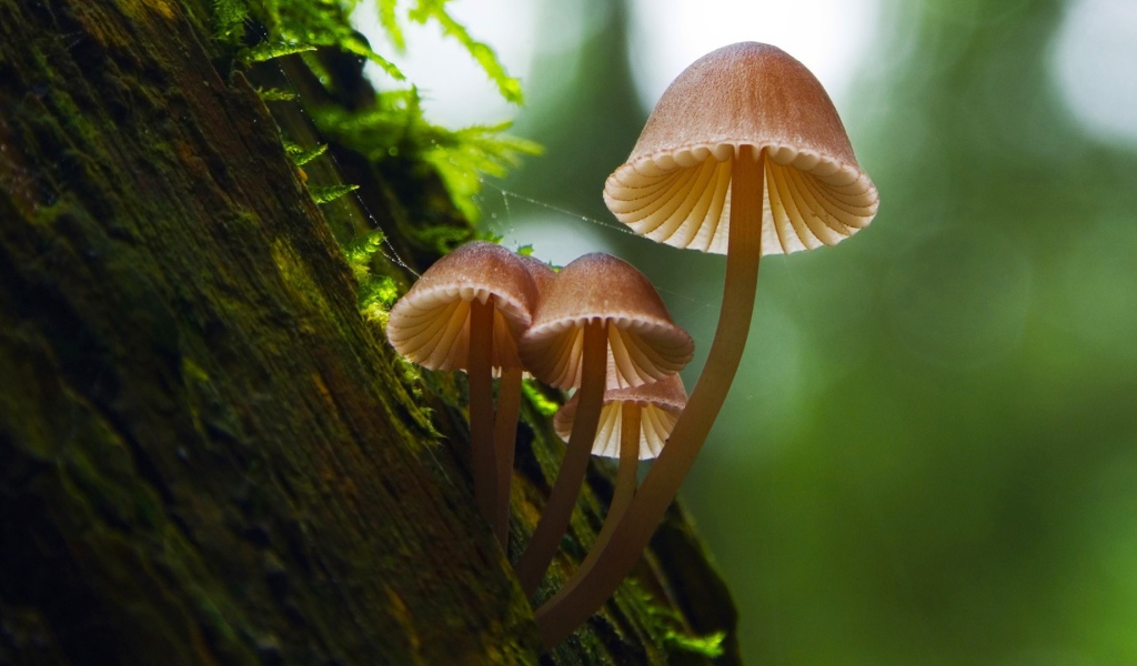 Семейка грибов на коре дерева