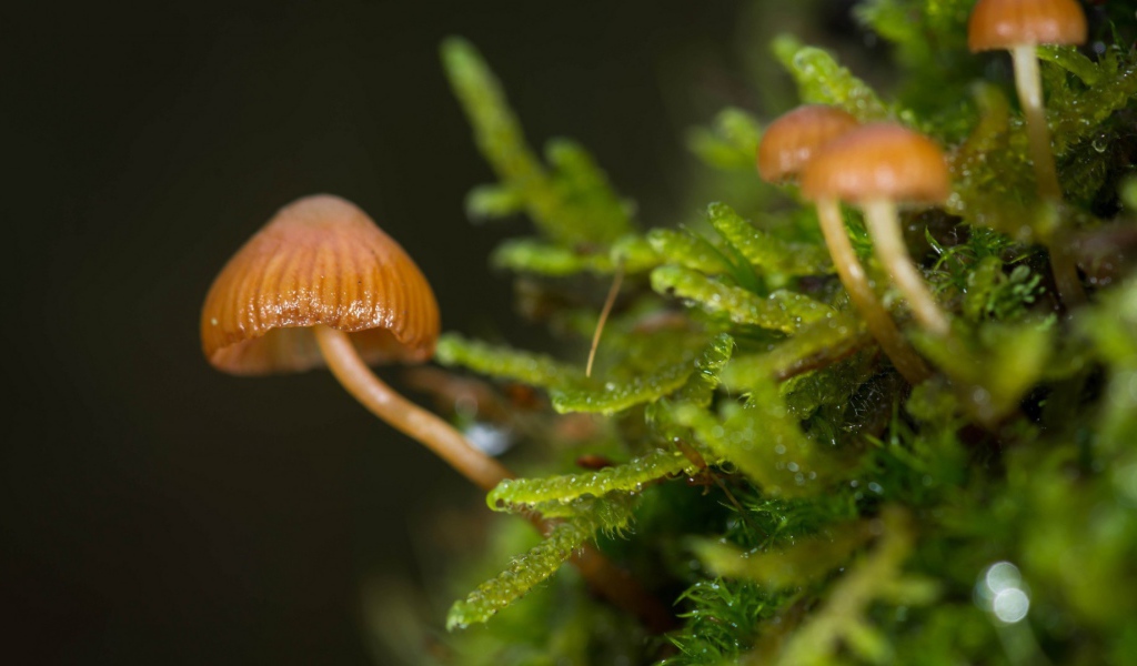 Макрофото маленьких грибов