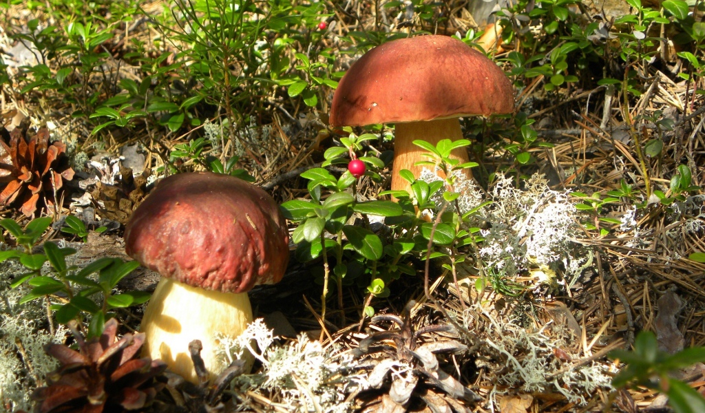 Гриб боровик и брусничник