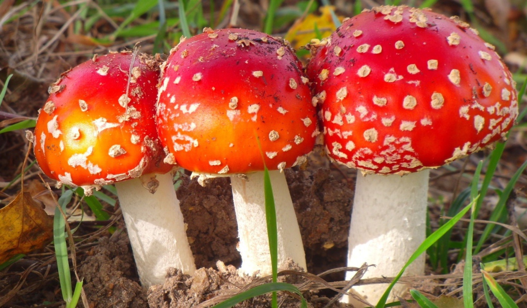 Three red mushroom in the forest