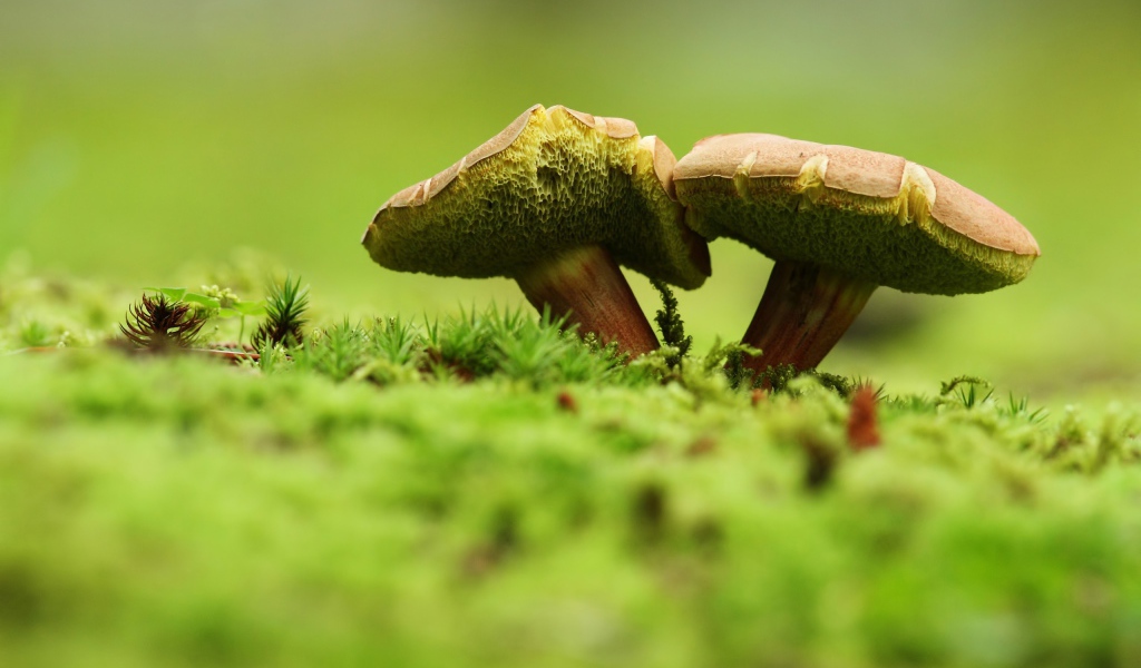 Два зеленых гриба на траве