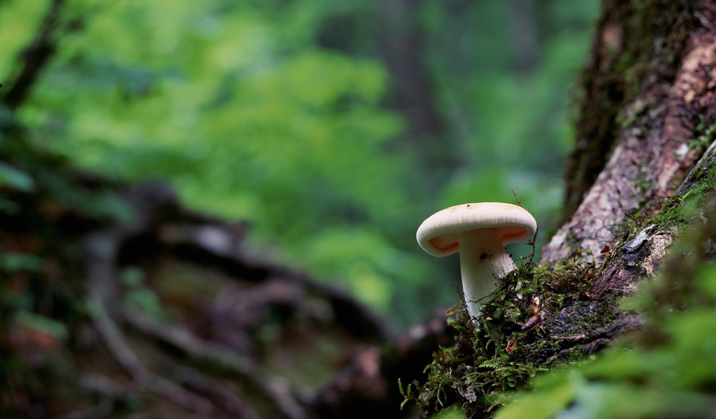 Белый гриб на корнях дерева