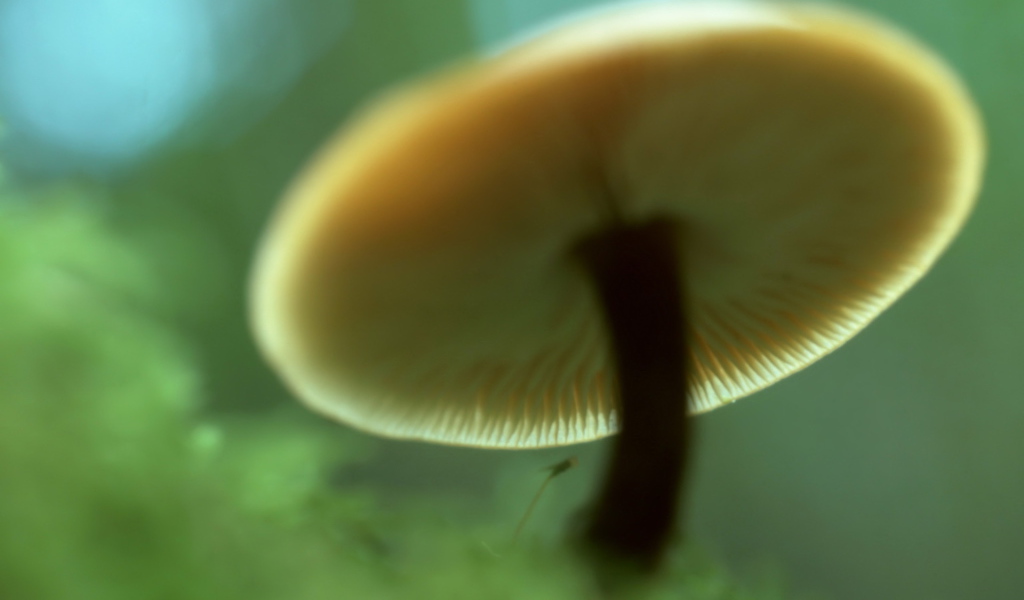 Пластинчатый гриб вид снизу