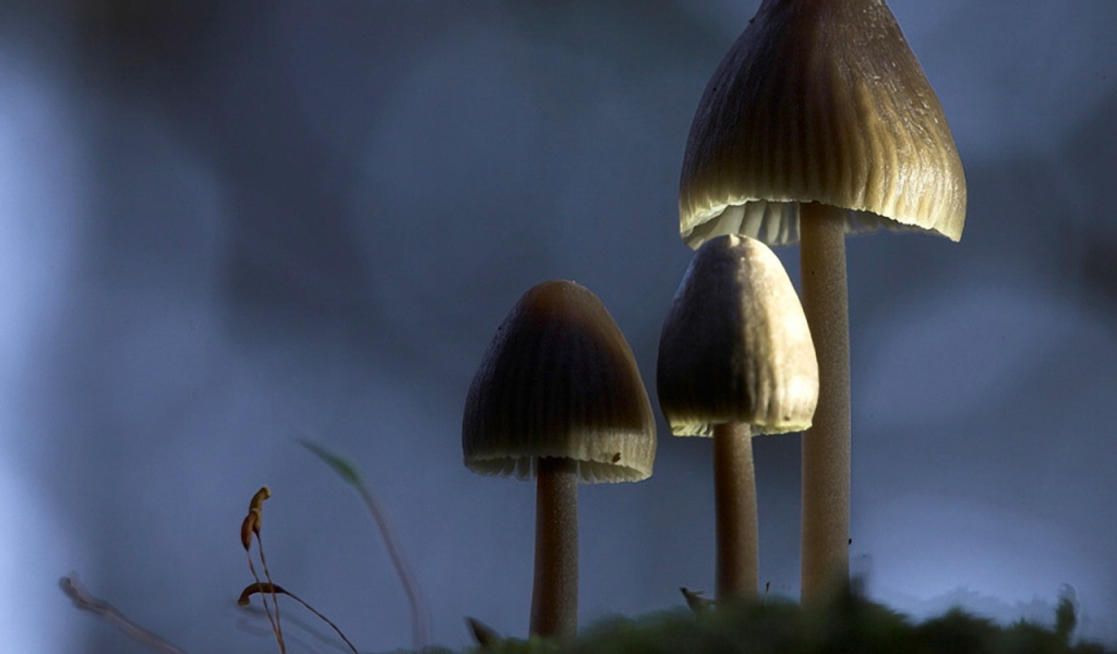 Три гриба зонтика