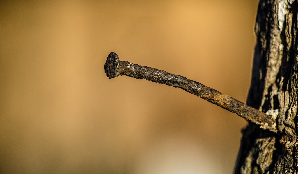 Ржавый гвоздь в коре дерева