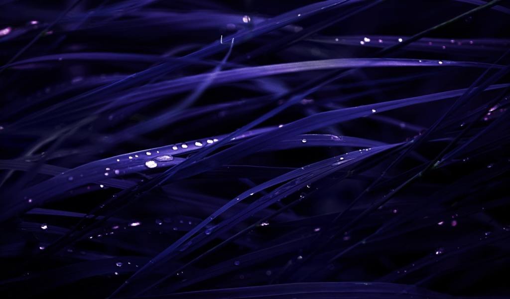 Роса на темно синей траве