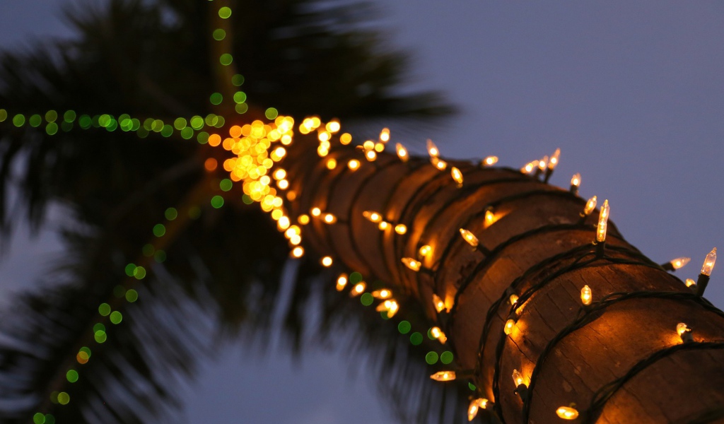 Гирлянды на стволе пальмы