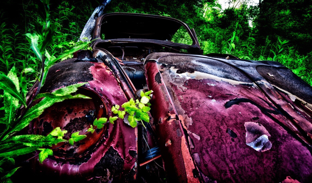 Остатки розового автомобиля среди зарослей