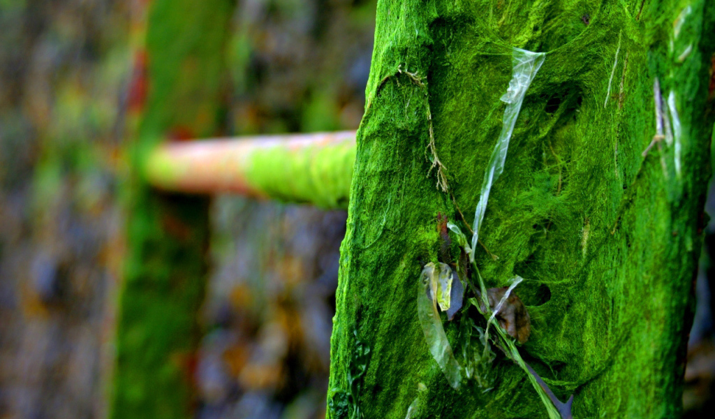 Лестница во мху и паутине