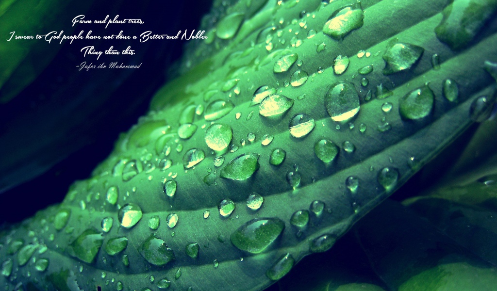 Надпись на фоне мокрого зеленого листика