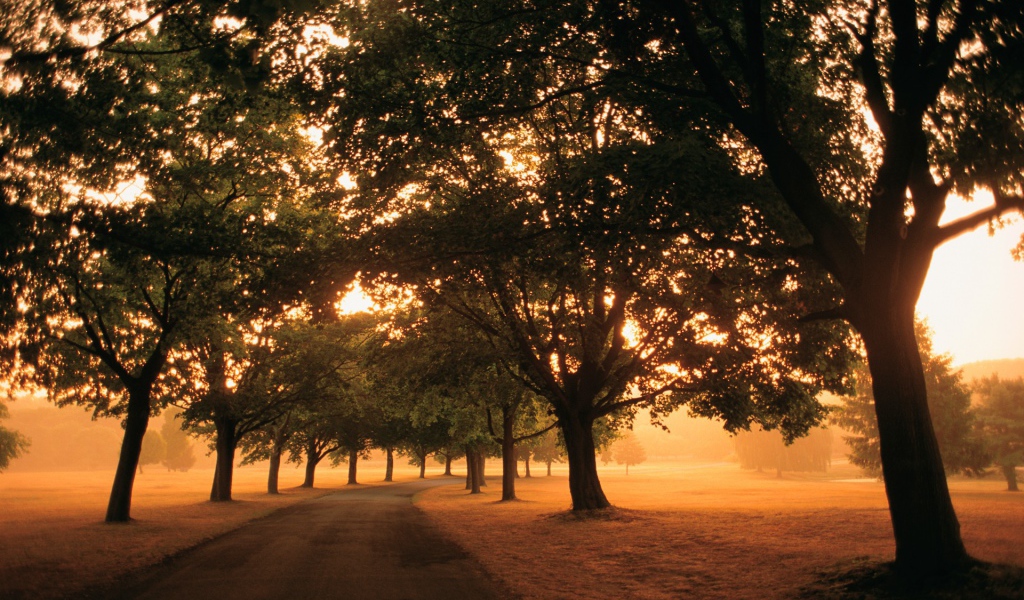 Дорога под аллеей деревьев в солнечный день