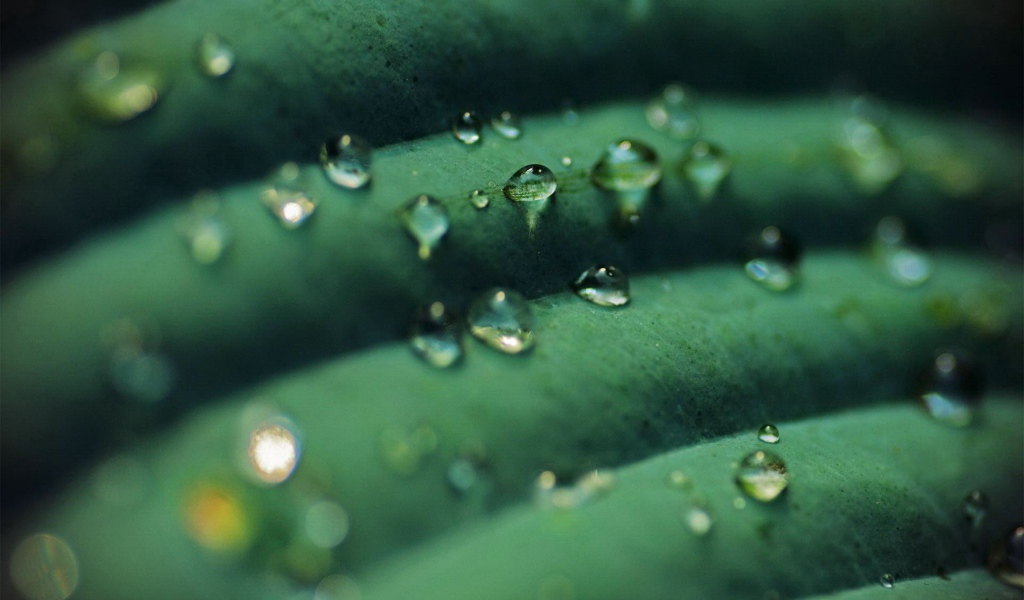 Прозрачные капли на зеленом листике