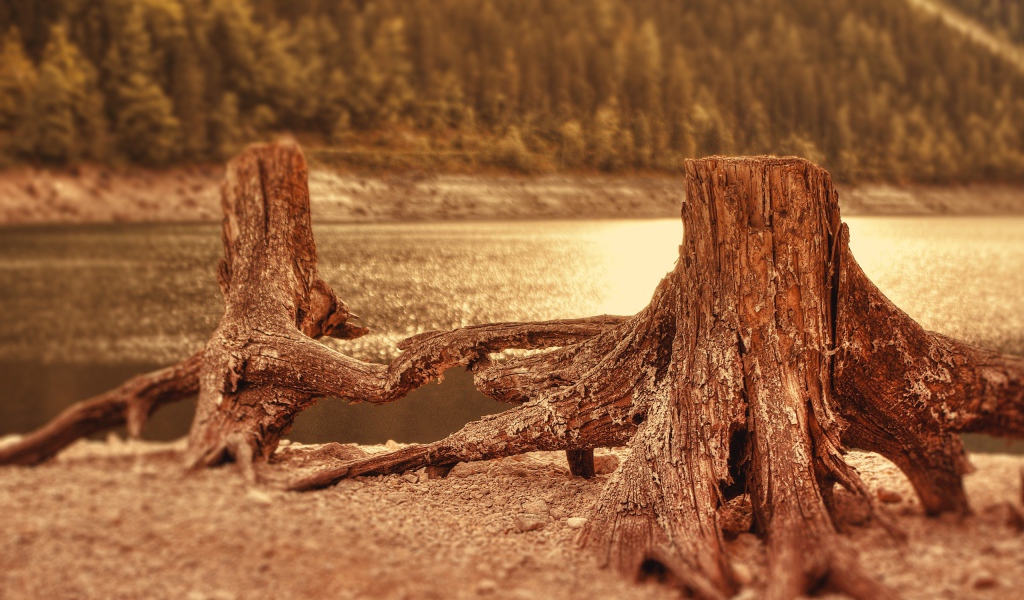 Два пенька у воды