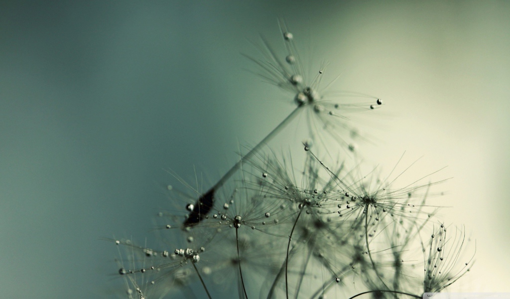 Капли воды на семенах одуванчика